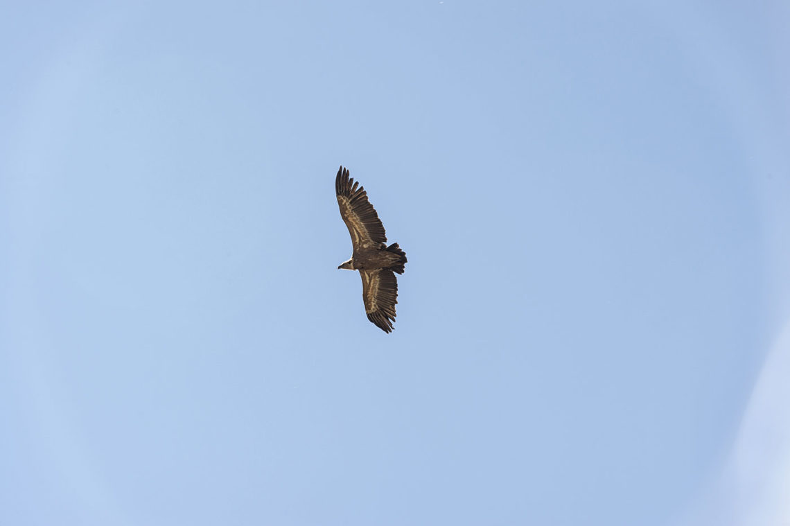 Un des vautours en vol dans le Verdon ©AD04-Raoul Getraud