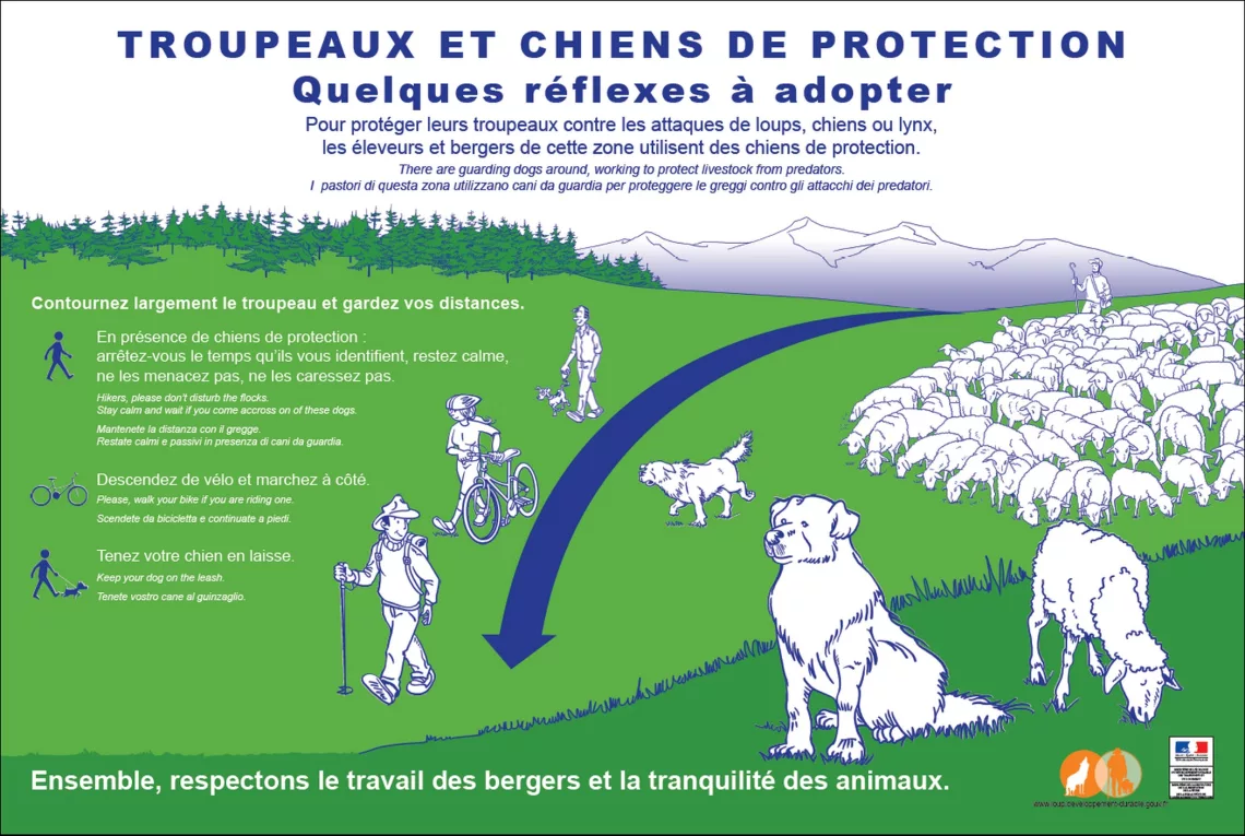 Comportement à tenir face aux chiens de protection des troupeaux en alpage : Conseils 