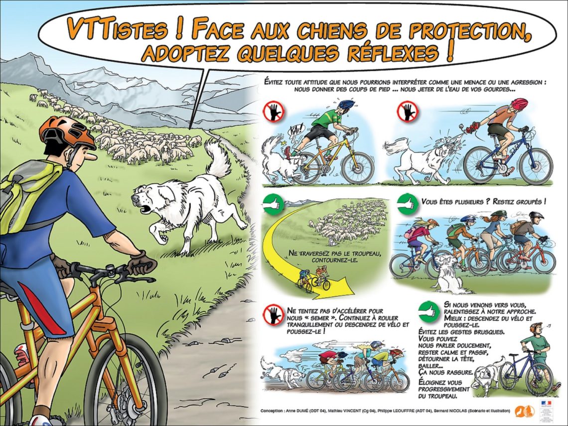 A vélo ou VTT, comportement à tenir face aux chiens de protection des troupeaux