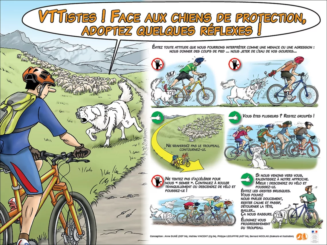 A vélo ou VTT, comportement à tenir face aux chiens de protection des troupeaux : Conseils 