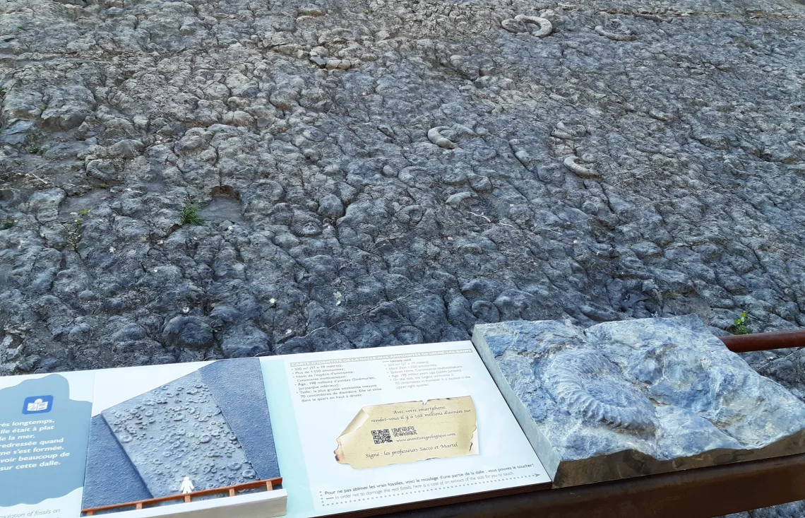 La dalle aux ammonites de Digne-les-Bains - Réserve naturelle nationale géologique de Haute-Provence ©CD Alpes de Haute Provence