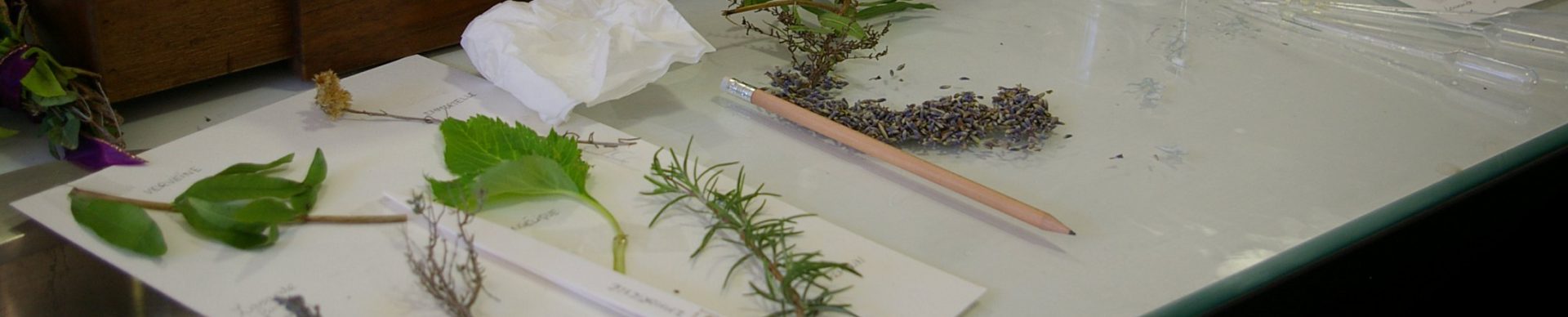 Atelier de découverte des plantes UESS