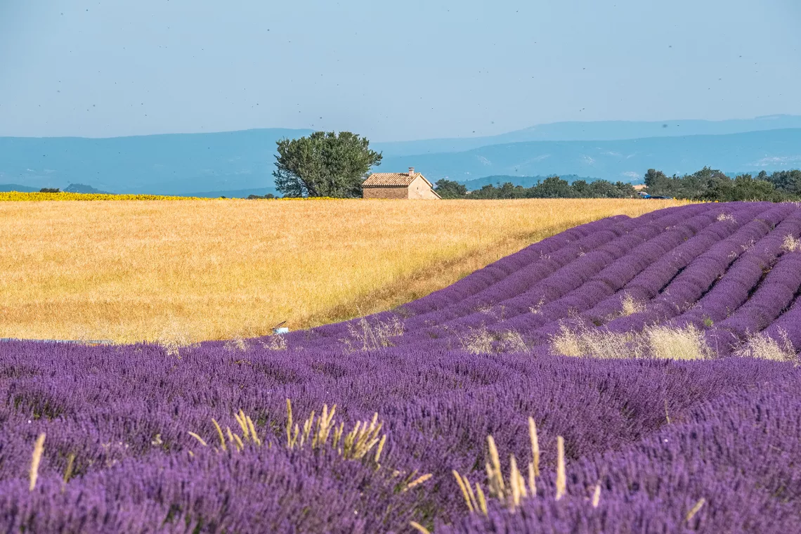 Lavande et blé sur le plateau de Valensole ©AD04-Teddy Verneuil