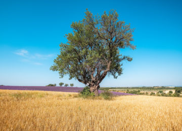 Amandier et blé sur le plateau de Valensole ©AD04-Teddy Verneuil