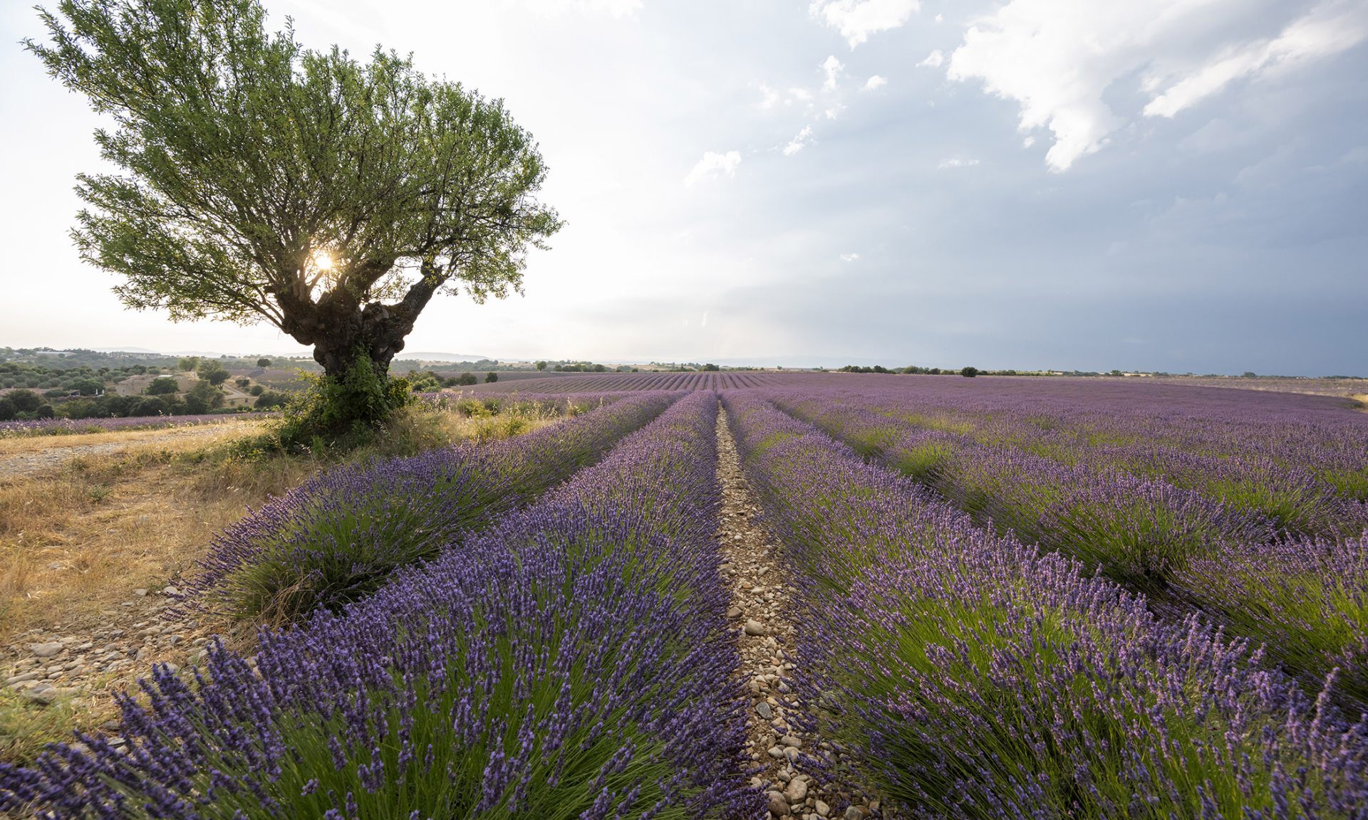 Lavande des Alpes de Haute Provence : où et quand la voir